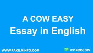 A Cow Essay