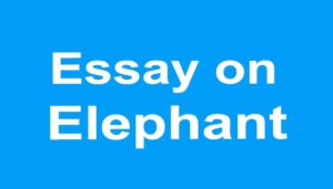 Elephant Essay