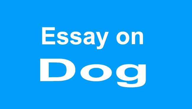 Essay on Dog