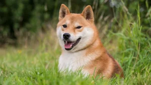 Tosatoken io Tosa Inu Shiba Doge