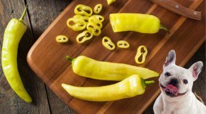 Can Dogs Have Banana Peppers