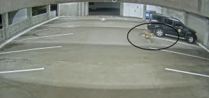 Mountain Lion killed in Oceanside