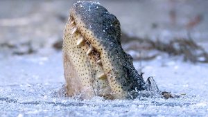 North Carolina Frozen Alligators