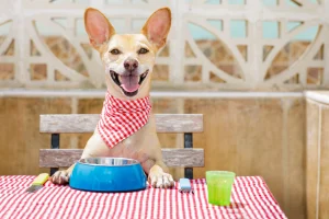 Can Dogs Eat Yellow Rice