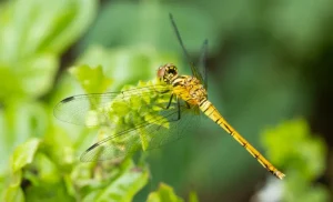 When a Dragonfly Visits You